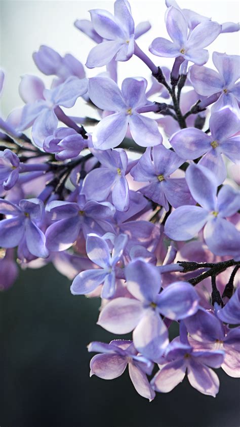 Light Purple Lilac Flowers Rays Branch Blur Green Background 4k Hd