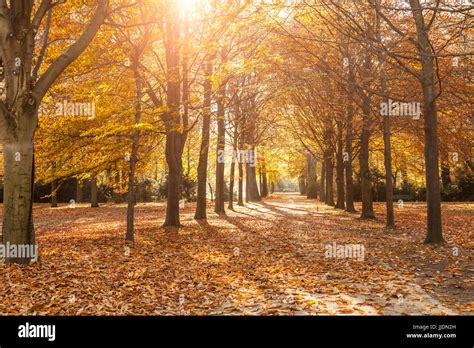 Parkway In Autumn In Tiergarten In Berlin Stock Photo Alamy