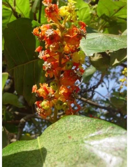 1 Nance Fruit Byrsonima Crassifolia Tree