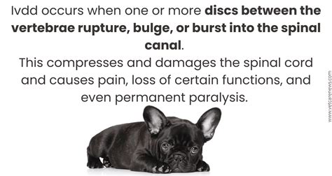 Intervertebral Disc Disease Ivdd In French Bulldogs Should You Be
