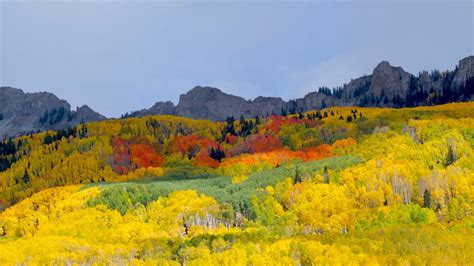 Colorado Fall Colors Guide When And Where Leaves Peak In 2022