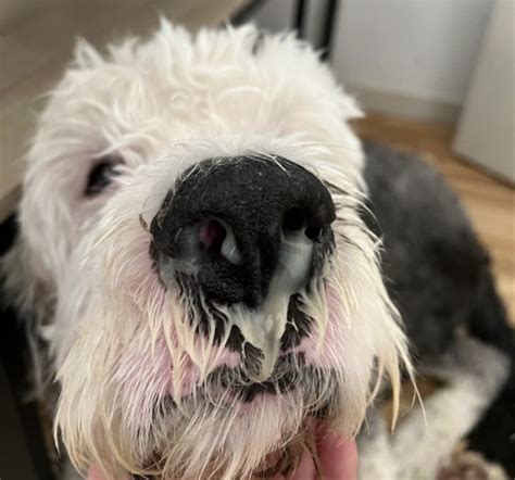 My Dogs Nose Wont Stop Dripping Mucus—what Can I Do Trendradars