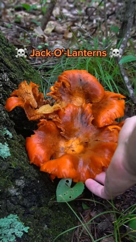 Jack O Lanterns A Poisonous Mushroom To Avoid Glows In The Dark