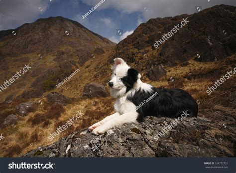 Scottish Border Collie In Glen Nevis In The Scottish Highlands Stock