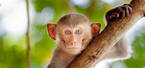 Conheça Os Diversos Significados De Sonhar Com Macaco Wemystic Brasil