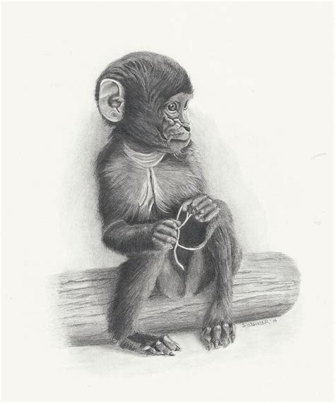 Baby Monkey Drawing By Sandra Weiner