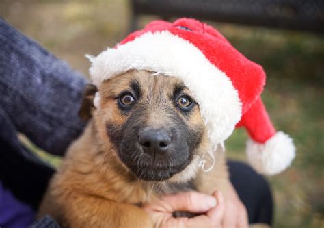 Short Coated Brown Puppy Wearing Santa Hat Photo Free Dog Image On