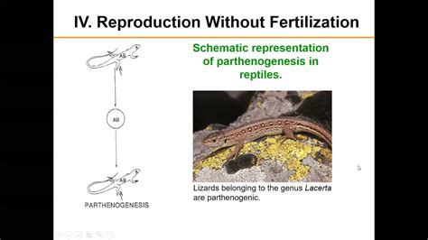 Lecture 7 Reptile Reproduction Youtube