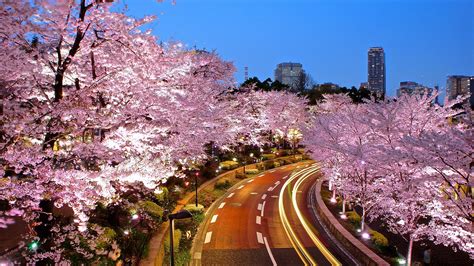 2016 Cherry Blossom Forecast Tokyo March 22 26 Start Experience