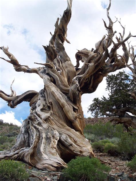 4000 Year Old Bristlecone Pine In The White Mountains Of California