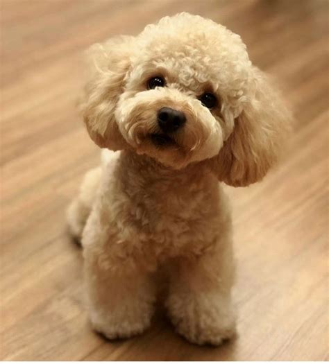 Toy Poodle Puppy Cut Poodle Teddy Bear Cut Poodle Cuts White Toy