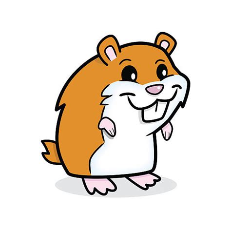 Gerbil Illustrations Royalty Free Vector Graphics And Clip Art Istock