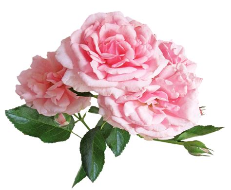 Roses Pink Summer Free Photo On Pixabay Pixabay
