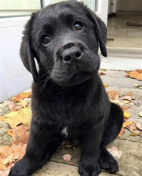 Black Puppies Are The Most Beautiful Dogs In The World 😍 Labrador