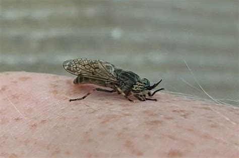 Horsefly Bites Can Be Painful And Become Infected What To Look Out For