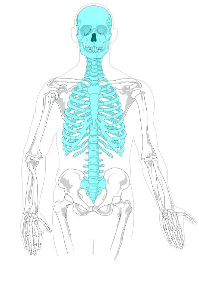Axial Skeleton Definition Bones And Function Video And Lesson