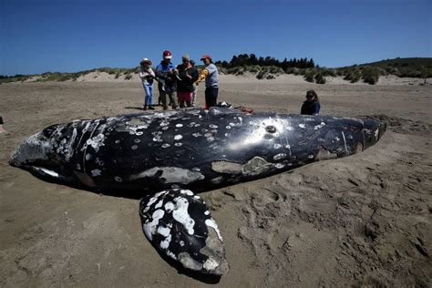 What Happens To The Bodies Of Dead Whales Kqed