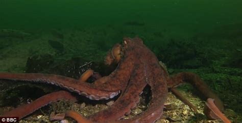 Octopus Poaches Crabs Caught By Fishermen In Bbc Footage Daily Mail