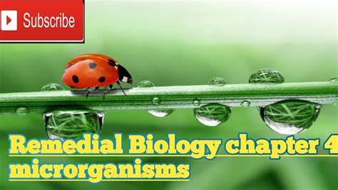 Chapter Four Micro Organismsremedial Biology Youtube