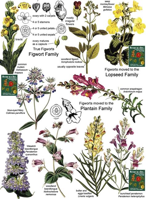 Flower Seedlings Identification