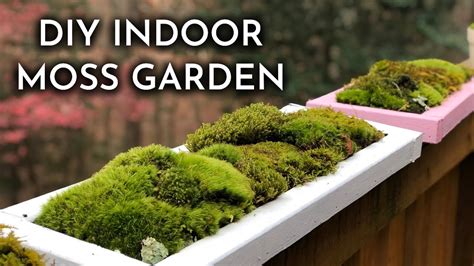 How To Grow Indoor Live Moss Garden Where To Find Moss Moss Care