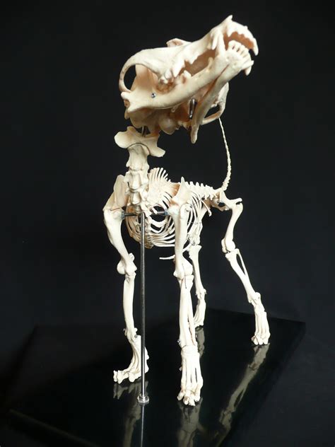 Anatomical Caninedog Skeleton Model Animal Models Store Medical