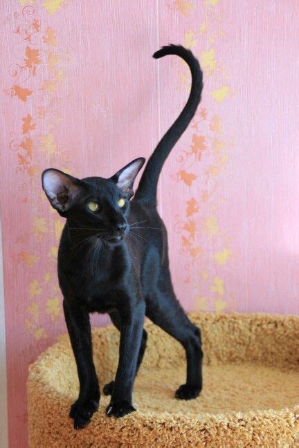 Amikoshi Cat My New Fave I Love The Triangular Head Big Ears And