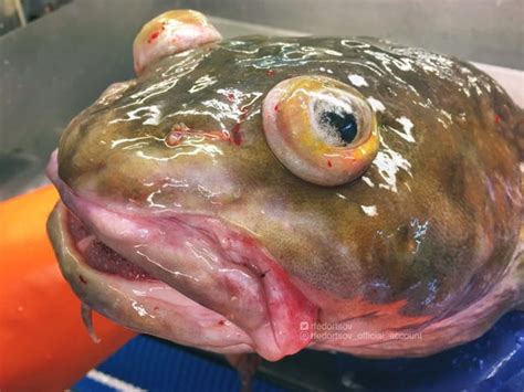 Perhaps it s unfair to judge a fish out of water but the blobfish looks more like a ball of slime than a living creature. Deep Sea Blob Fish Images