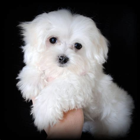 Maltese Puppies For Adoption We Also Breed Maltipoos That Is A Mix