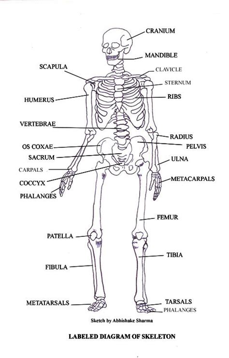 They include the brain, heart, lungs, spleen, muscles, stomach, kidneys and more. Labeled Human Skeleton Diagram