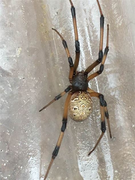 Latrodectus Geometricus Brown Widow Spider In Chatsworth California
