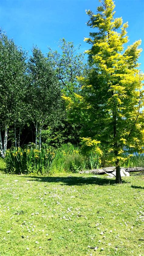 Carp fishing holidays uk log cabin. Lakeside Lodge Holidays | Carp Fishing Breaks | York ...