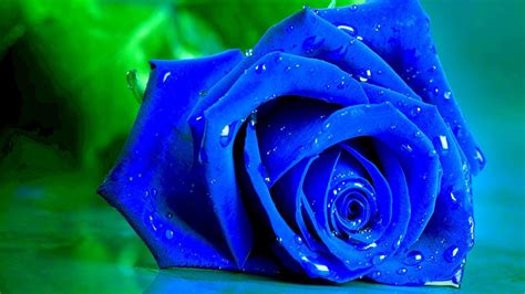 Wet Blue Rose On A Green Background Wallpapers And Images Wallpapers