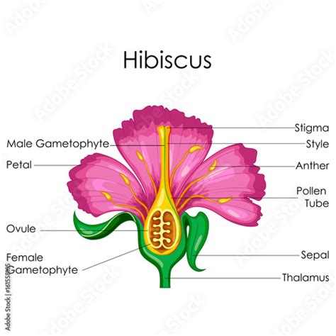 Education Chart Of Biology For Anatomy Of Hibiscus Flower Diagram