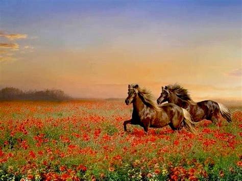 Horses Enjoy Run Thru Red Flower Field Red Sun Flower Bonito Horse