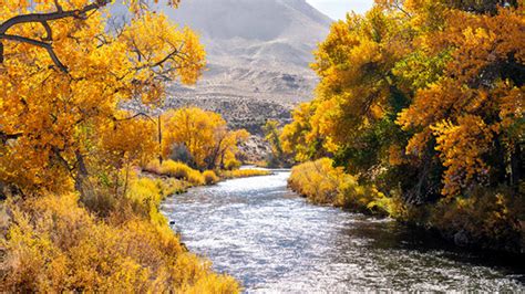 River Stream Between Yellow Green Autumn Leaves Trees Forest Mountain