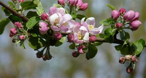 Arkansas State Flower The Apple Blossom Proflowers Blog