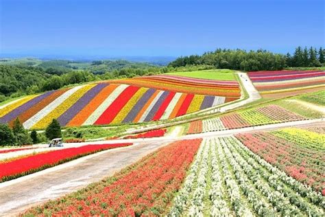 Tripadvisor Os Principais Pontos Turísticos De Hokkaido Na Fazenda
