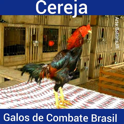 Galos De Combate Brasil 2021 Um Dos Galos Mais Famosos Do Brasil