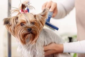 Be sure to schedule an appointment on one of these top pet groomers near you before your pet's next instagram shoot. Most Yorkie Haircut At Home Service Near Me - yorkie haircuts