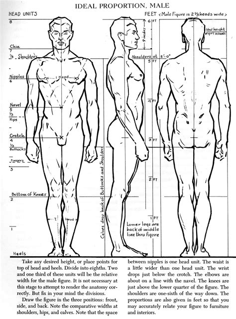 Human Body Proportions Drawing Sheet Sketch Coloring Page