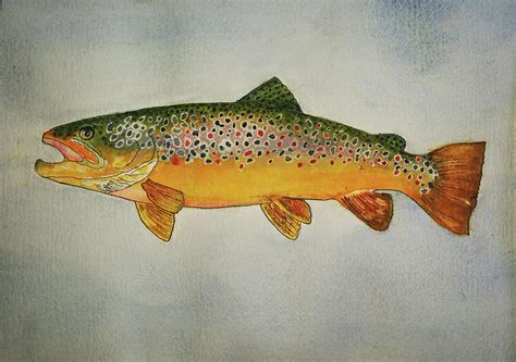 Brown Trout Painting