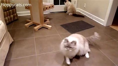 Spring steel wire and rolled cardboard create an irresistible lure for cats and great fun for cat lovers. Cat Dancer 101 Cat Dancer Interactive Cat Toy Review - ねこ ...