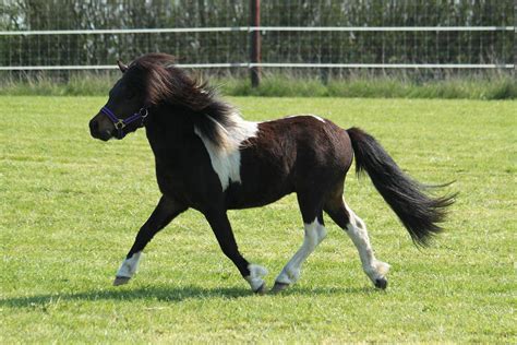 shetland pony horse breed profile