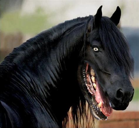 Thanks I Hate This Picture Of A Horse With A Dogs Mouth
