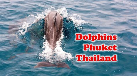 Yacht And Dolphins In The Andaman Sea Thailand Яхта и дельфины в