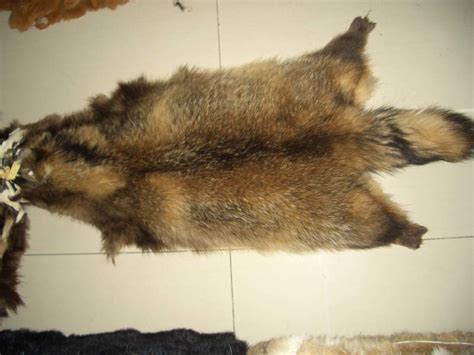 Raccoon Dog Fur 009 China Raccoon Dog Fur And Raccoon Fur Price