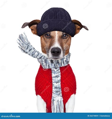 Winter Dog Scarf And Hat Royalty Free Stock Images Image 26274859