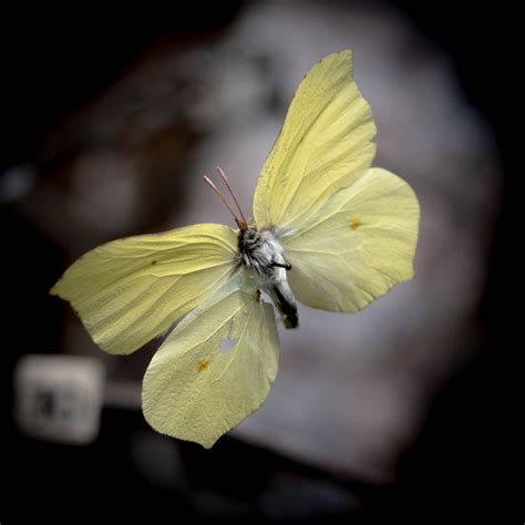 Object Of The Week Brimstone Butterflies Kendal Museum