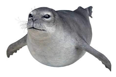 Seal Png Transparent Images Pictures Photos Png Arts